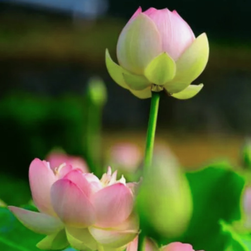 Chính sách vận chuyển